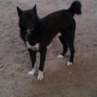 Найдена собака, окрас черный с белой грудкой и лапами