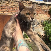 Найдена кошка, окрас бенгальский