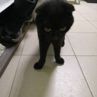 Найден кот\кошка, окрас черный