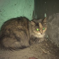 Найдена кошка, окрас темный
