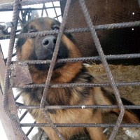 Пропала собака, порода немецкая овчарка, окрас черно-коричневый
