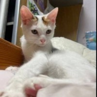 Потерялся котёнок