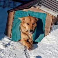 В добрые руки, пёс, окрас коричнево-черный