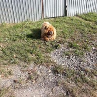 Найден пес, порода чау-чау