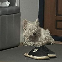 Потеряно:  брелок форме косточки