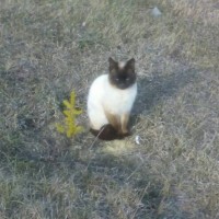 Пропал кот, порода сиамский, окрас черно-белый