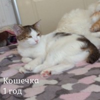 В добрые руки 3 кошечки и котик, окрас смешанный