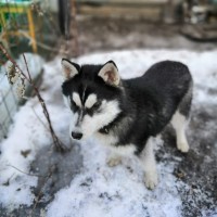 Найден пёс, порода хаски, окрас черно-белый