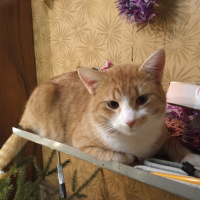 Потеряно:  кот