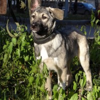 Лайка во двор