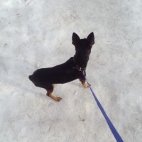 Найдена собака, порода русский той-терьер, окрас черный, коричневые лапы