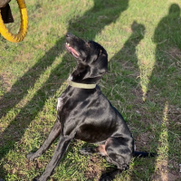 Потеряно:  собака