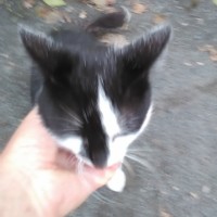 Найден кот\кошка, окрас черно-белый
