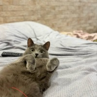 ПОТЕРЯЛСЯ СЕРЫЙ КОТ ДЫМ ЦЕНТРАЛЬНЫЙ РАЙОН