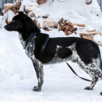 В добрые руки, пёс, окрас черно-белый, пятнистый