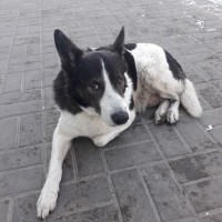 Найдена собака\пёс, окрас черно-белый