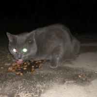 Найдена кошка, окрас дымчатый