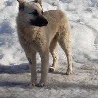 В добрые руки, собака, окрас белый