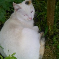 Потерялась кошка, окрас белый с рыже-черными пятнами