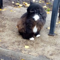 Найдена кошка, окрас черный с белыми и рыжими пятнами