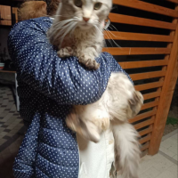 Потеряно:  кошка кошка