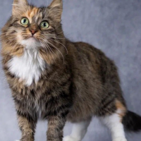 Отдам в добрые руки:  оливковые глазки - маслинки , модные кисточки на ушках , шубка