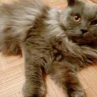 Найден котик, порода шотландский вислоухий, окрас серый