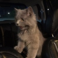 Найдена кошка цвет серый