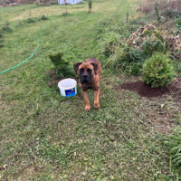 Найдено:  собака