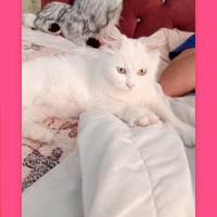 Найдена белая кошка