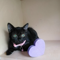 Отдам в добрые руки:  кошек кошка