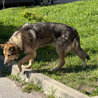 Потеряно:  пес собака