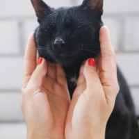 В добрые руки, кот, окрас черный