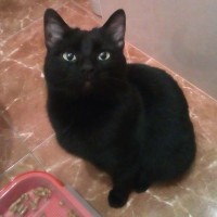 Потерялась кошка, окрас черный