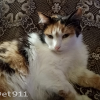 Потеряно:  кошка