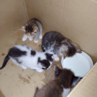 Отдам в добрые руки:  котят