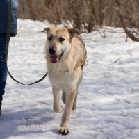 В добрые руки, пёс, окрас рыже-белый