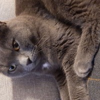 Потерялся кот, порода британская, окрас дымчатый