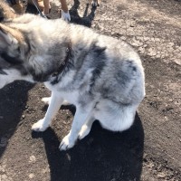 Найдена собака, порода хаски