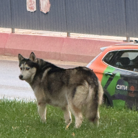 Потеряно:  собака