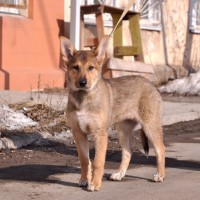 В добрые руки, собака, окрас коричневый