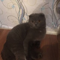 Пропал кот, порода вислоухий шотландец, окрас серый