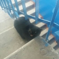 Найдена кошка, порода британская, окрас черный
