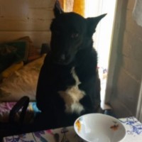 Потерялся Друг