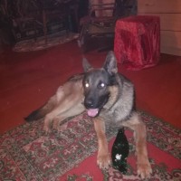 Потерялся пес, порода немецкая овчарка, окрас черно-коричневая