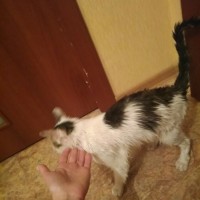 Найден кот, окрас бело-серый с черными полосами