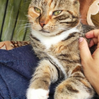 Потеряно:  кошка