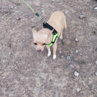 Потеряно:  собачка