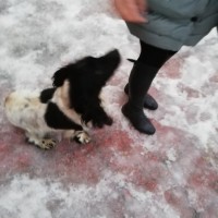 Найден пёс, порода русский спаниэль, окрас черно-белый