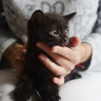 В добрые руки, котенок, окрас черный